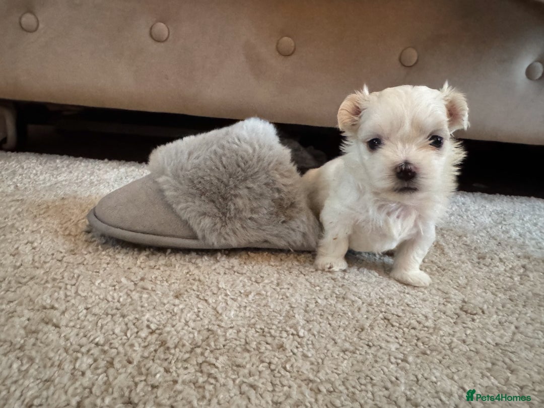Maltese dogs for sale: Updated 24/07 KC Reg tiny Korean Maltese Puppies. in Ware - Image 10