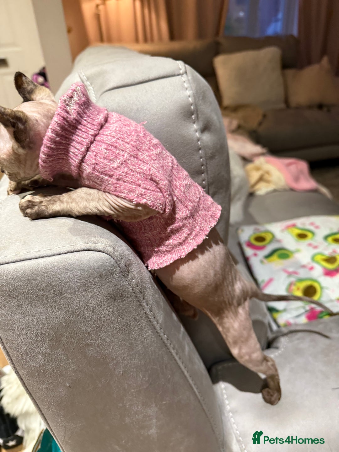 Sphynx cats for sale: Elf Sphynx - Advert 5