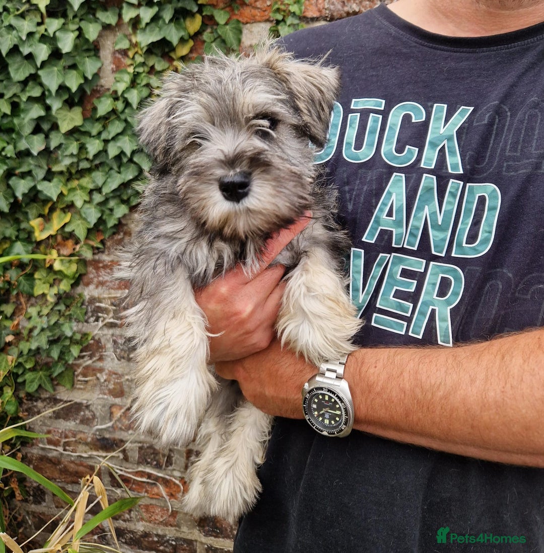 Miniature Schnauzer dogs for sale: KC Reg BVA MAC clear Miniature schnauzer  - Image 4