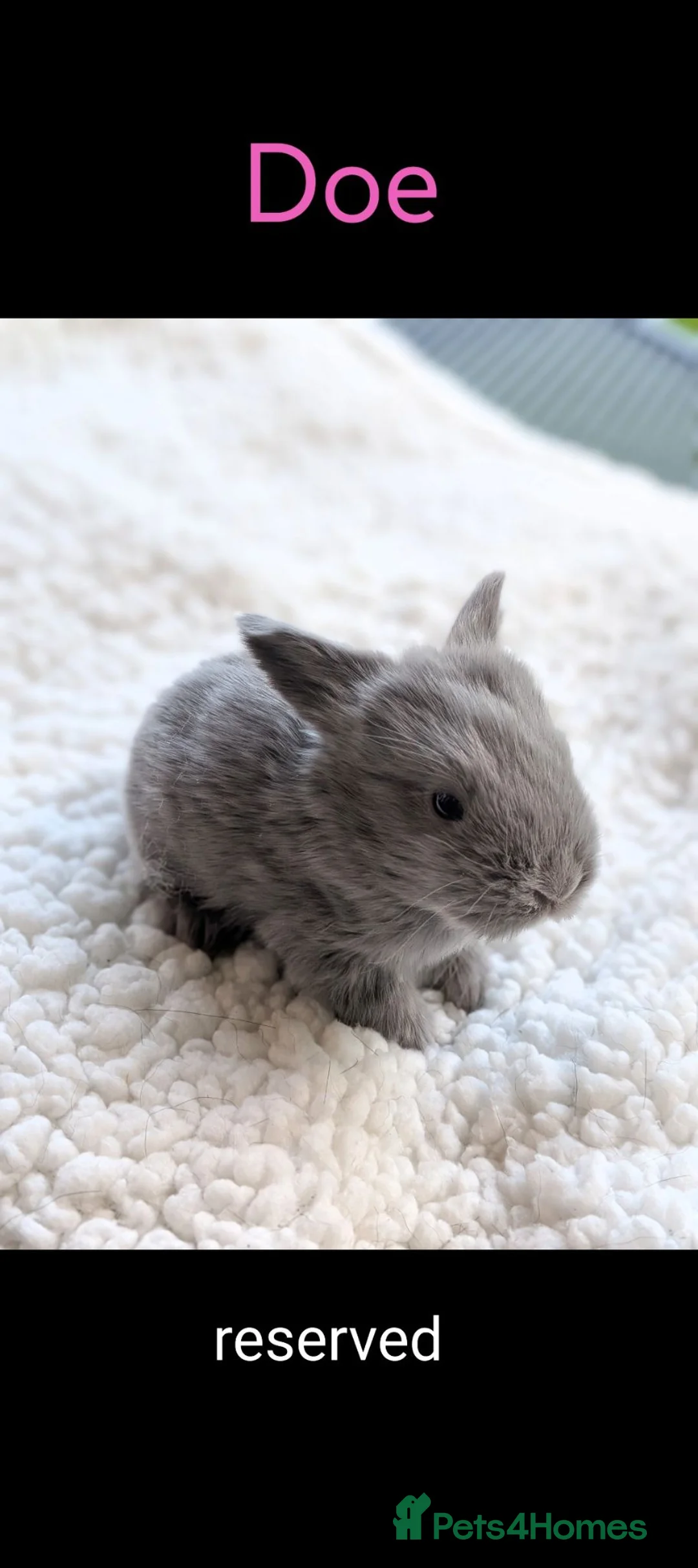Mini Lop rabbits for sale: Beautiful friendly Mini Lops - Advert 2