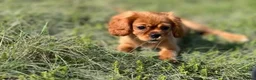 Cavalier King Charles Spaniel dogs for sale: King Charles Cavalier Puppies in Bognor Regis - Advert 4