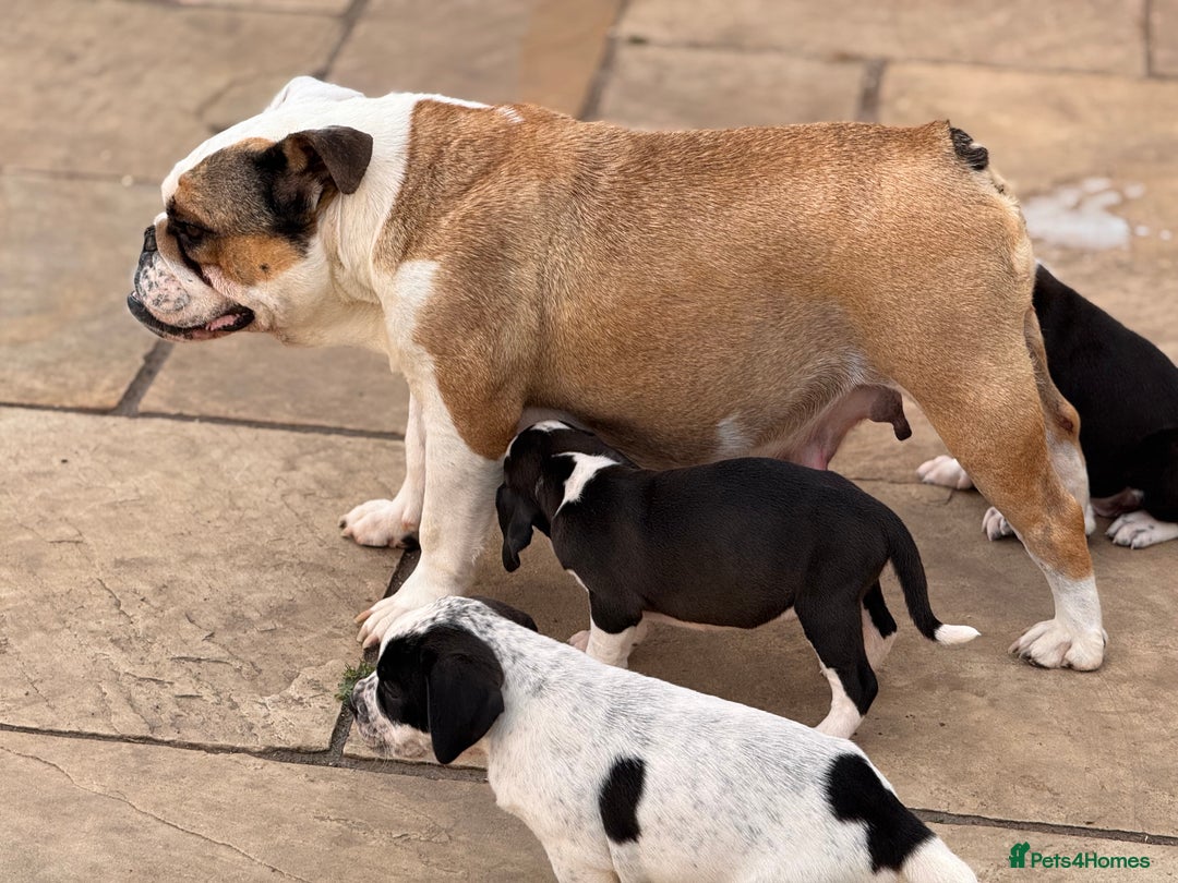 Mixed Breed dogs for sale: Rare English Bulldog x Bracco Italiano Puppies - Image 6