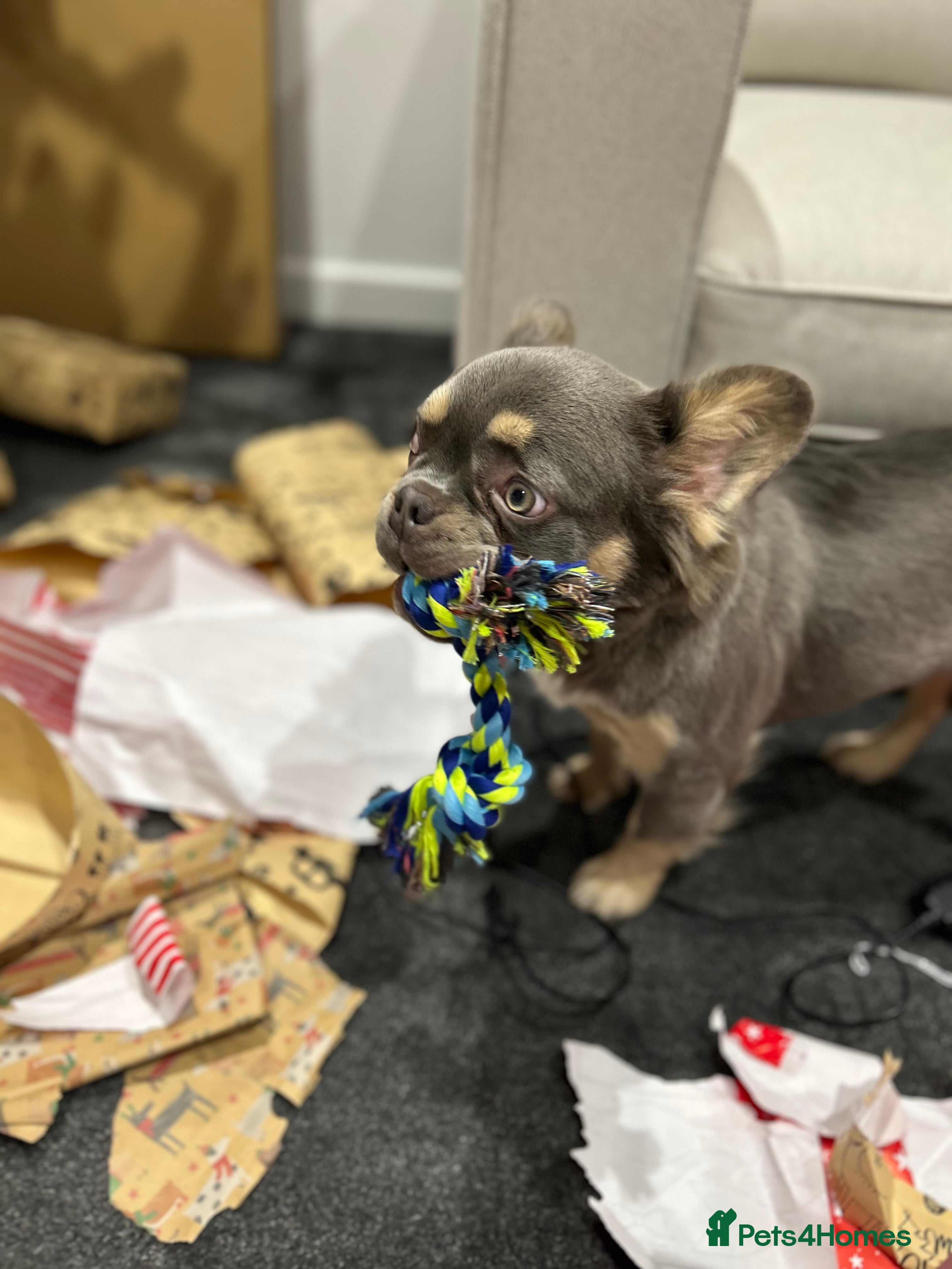 French Bulldog dogs for sale: Fluffy French Bulldog Archie  in Peterborough - Advert 9