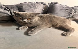 British Shorthair cats for sale: Beautiful Grey Male Cat – Ready for a New Home - Image 7