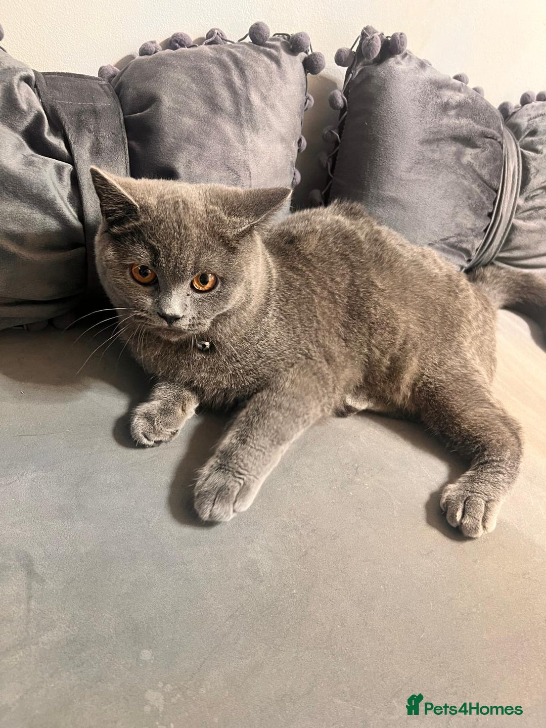 British Shorthair cats for sale: Beautiful Grey Male Cat – Ready for a New Home - Image 7