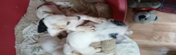 Jack Russell dogs for sale: Jack russell puppys - Advert 5