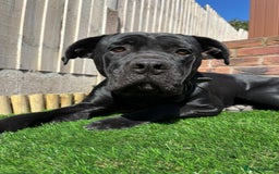 Cane Corso dogs for sale: Cane corse looking for a new home  - Image 1