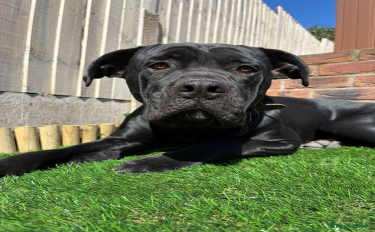 Cane Corso dogs - Advert 11