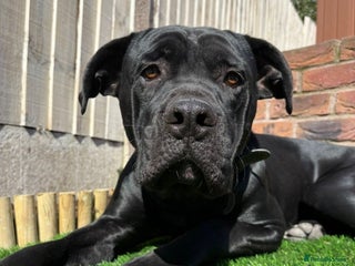 Cane Corso dogs for sale - Advert 1
