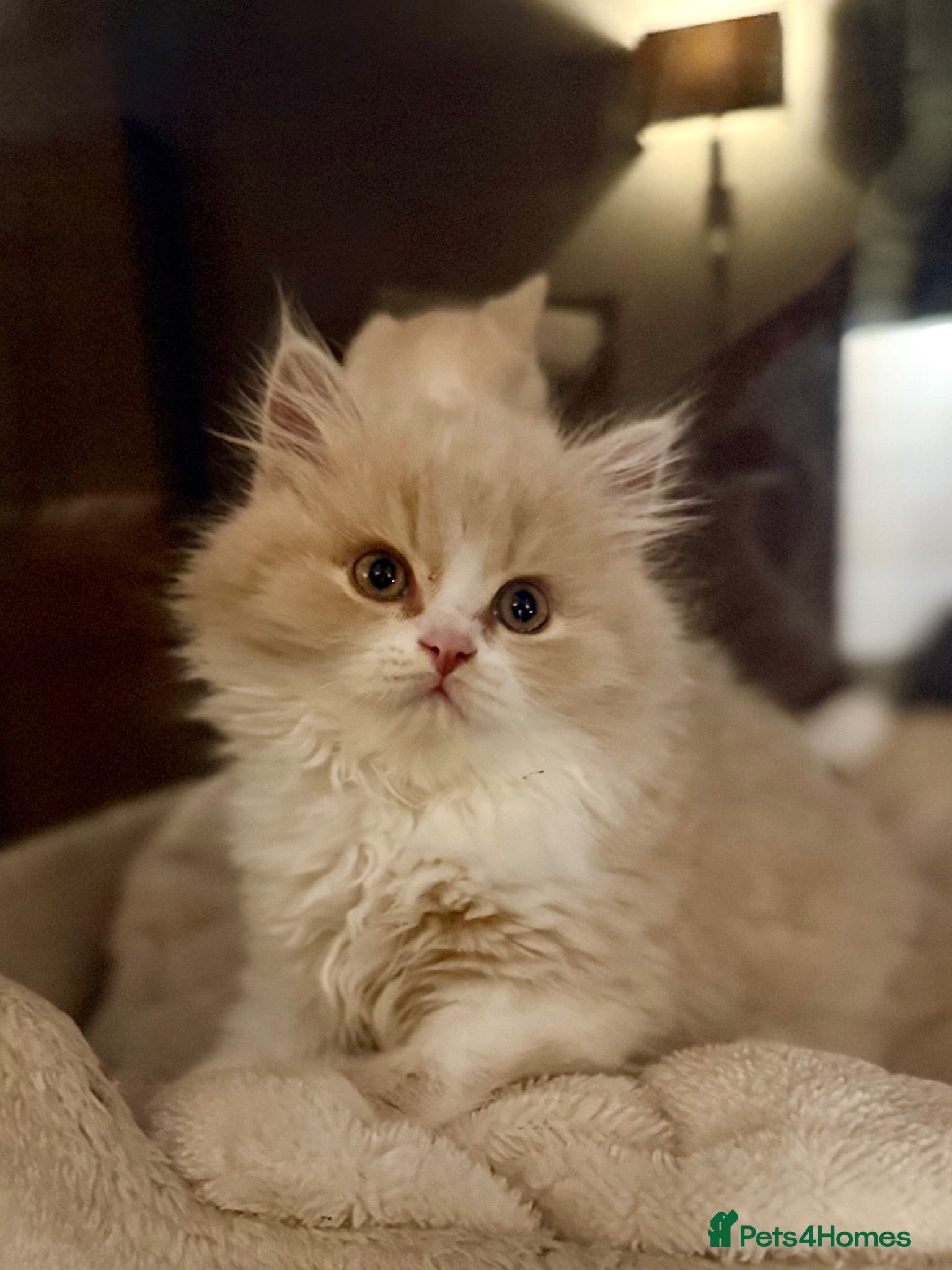 British Longhair cats Pedigree British Longhair Kittens GCCF Registered - Advert 2