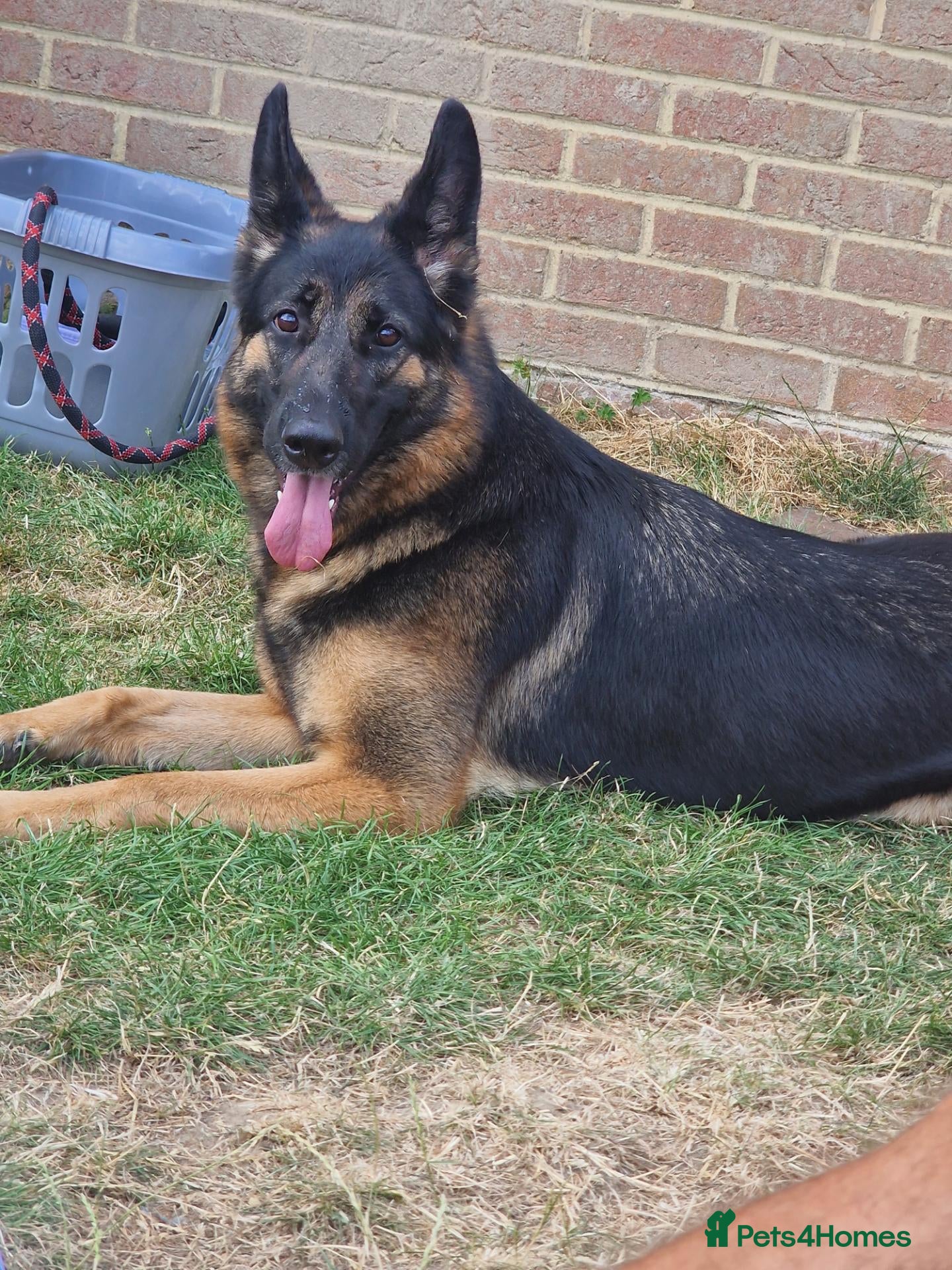 German Shepherd dogs German shepard  - Advert 1