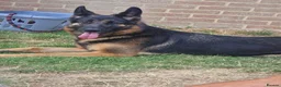 German Shepherd dogs for sale: German shepard  - Advert 1