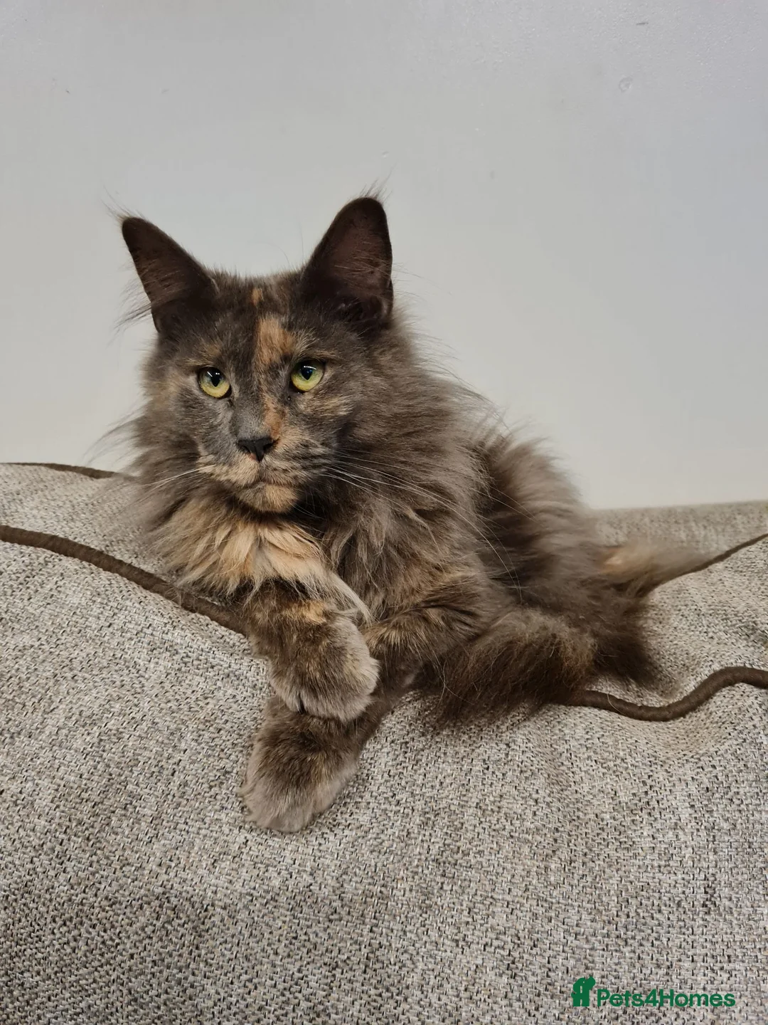 Maine Coon cats for sale: Two female mainecoons - Advert 1