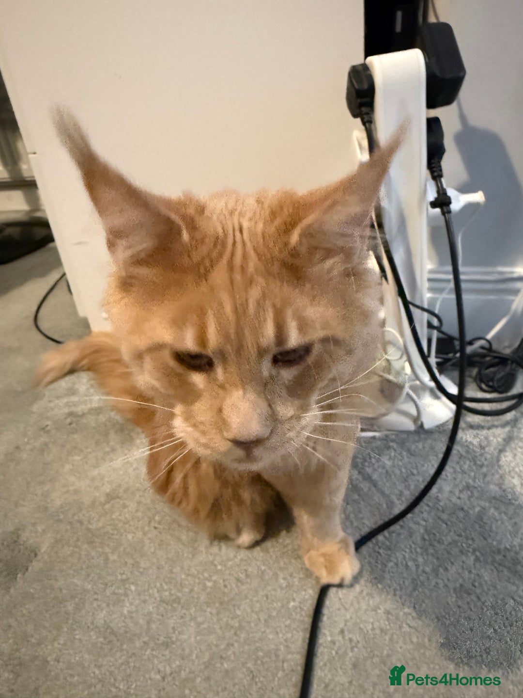 Maine Coon cats for sale: Loving home - Advert 2