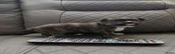 Chihuahua dogs for sale: RARE Brindle Chihuahua Puppies - Advert 7