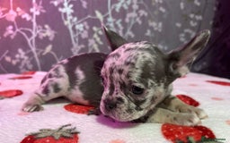 French Bulldog dogs for sale: French bulldog puppy’s - Image 6