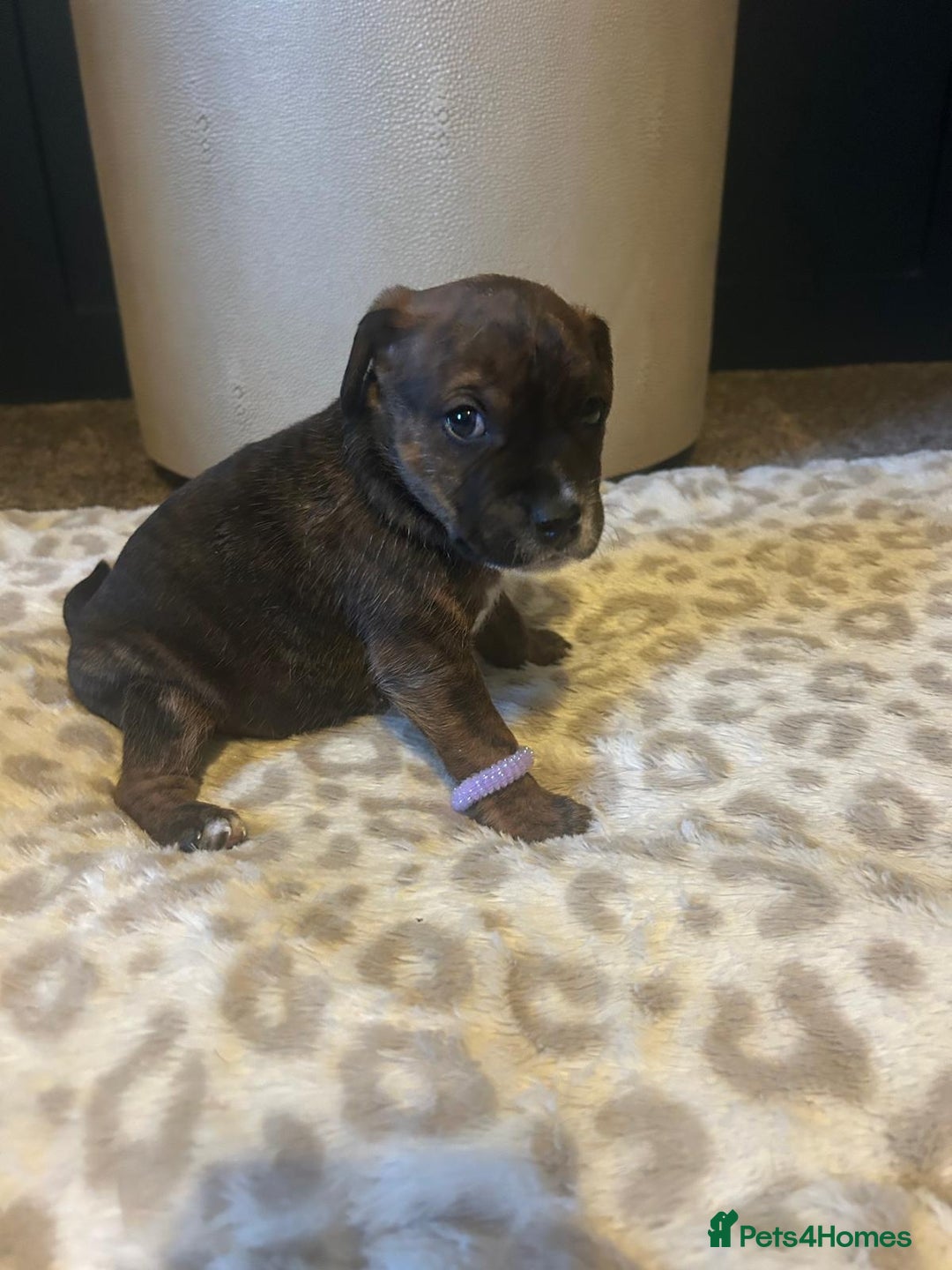 Mixed Breed dogs for sale: Jackastaff - Advert 13