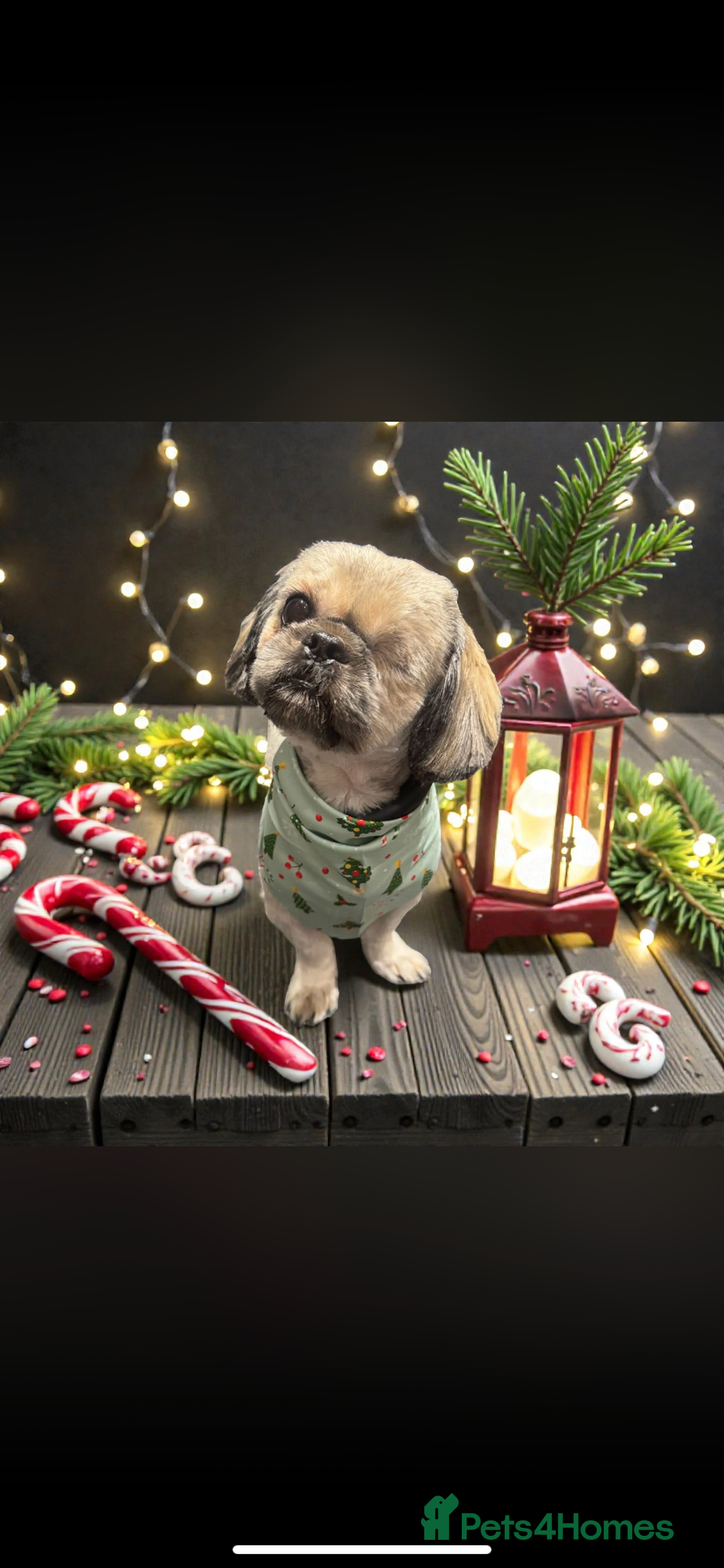 Shih Tzu dogs for sale: Jeff shih tzu  - Advert 8