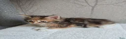 Maine Coon cats for sale: Beautiful Maine Coon Kittens Amazing Lines - Advert 6