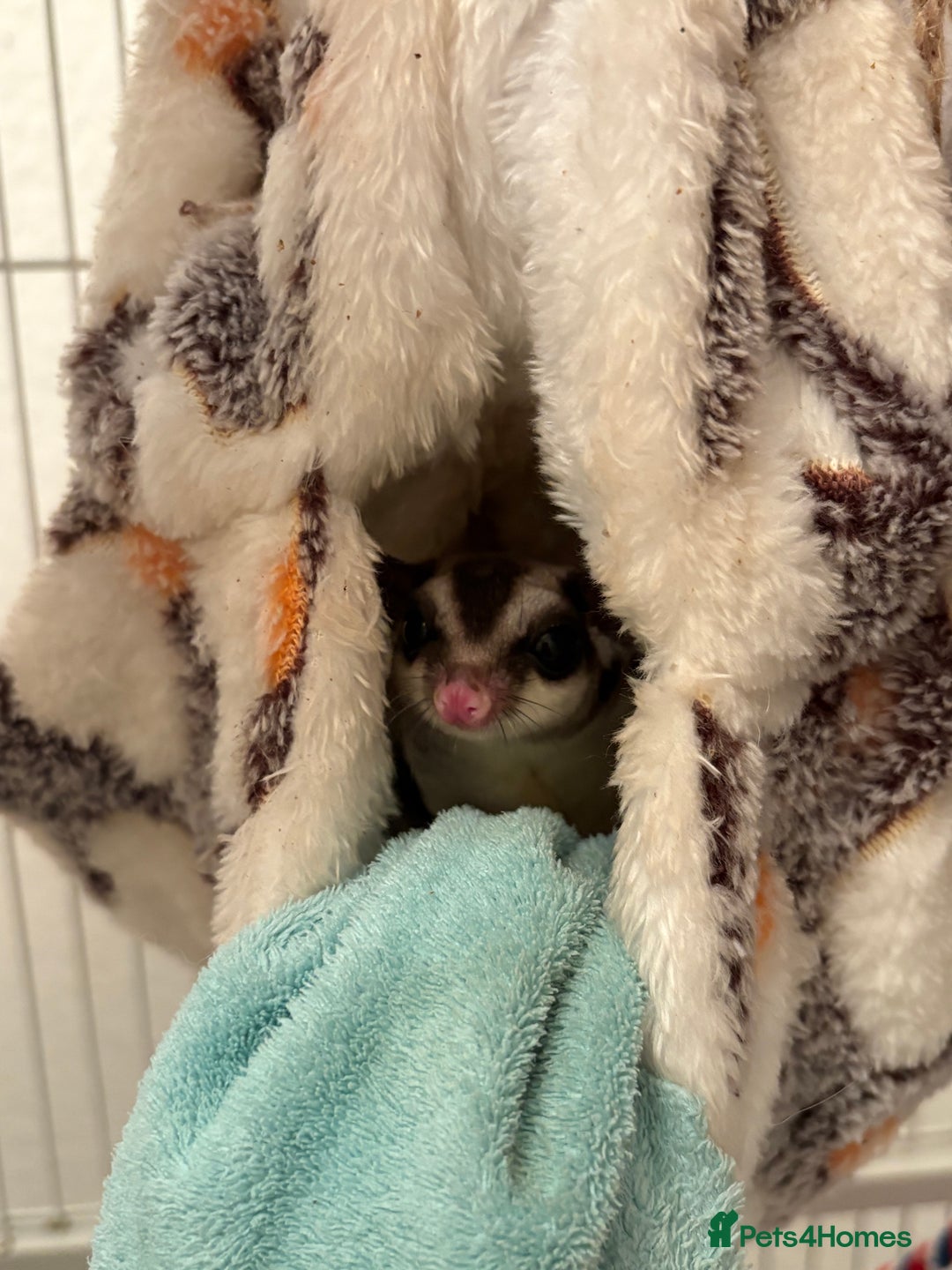 Sugar Glider rodents for sale: 2 x Pairs sugar gliders for sale  - Advert 2