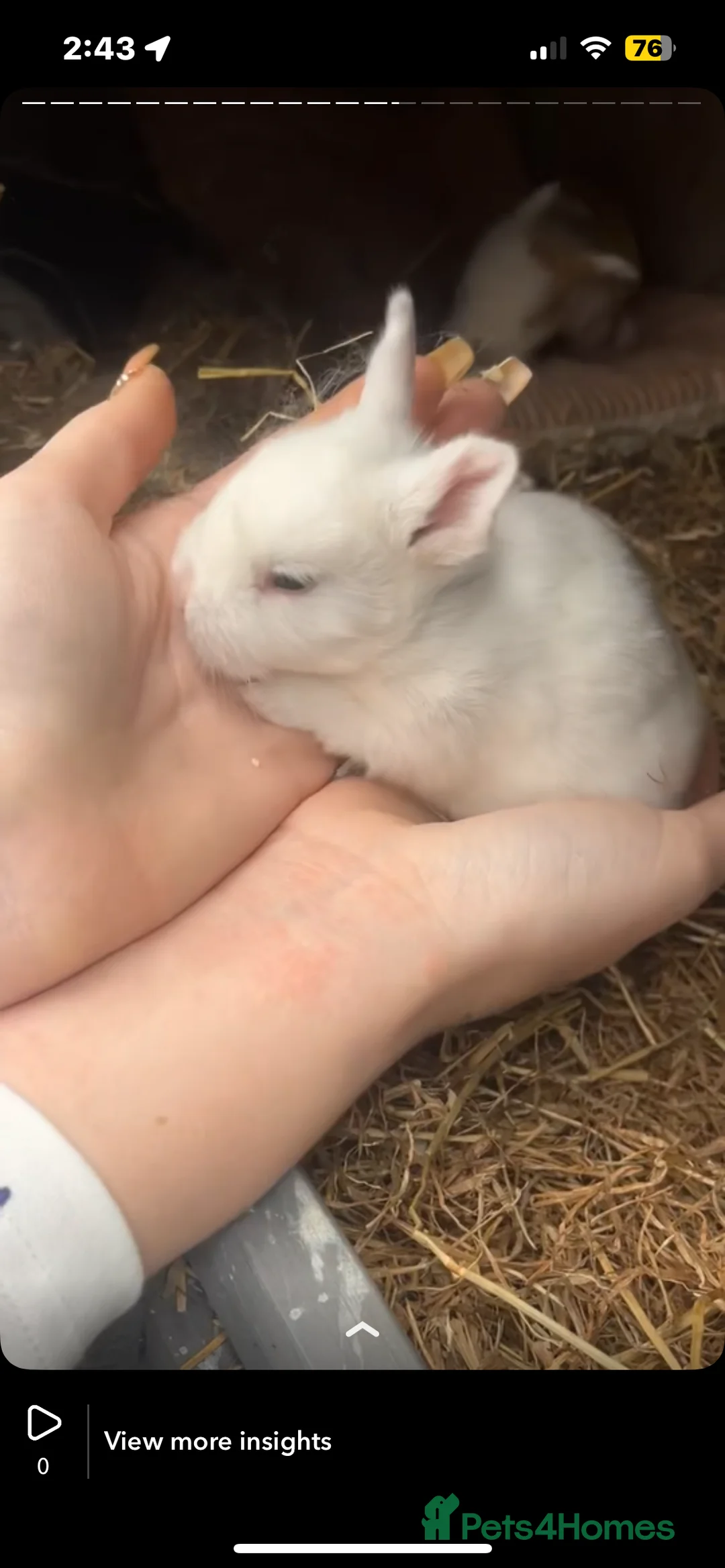 Mixed Breed rabbits for sale: Mini lop cross Dutch bunnies  - Advert 2