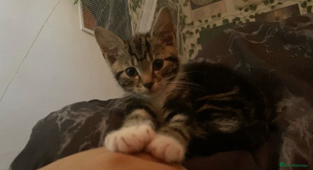 Domestic Shorthair cats for sale: Beautiful Kitten— Nova - Image 3