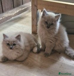 Ragdoll cats Ragdoll kittens - last 2 remaining!! - Advert 2