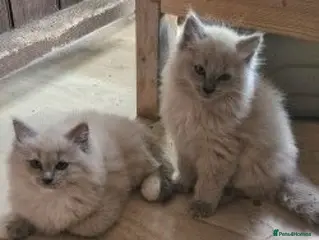 Ragdoll cats Ragdoll kittens - last 2 remaining!! - Advert 2