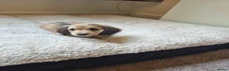 Miniature Dachshund dogs for sale: Gorgeous Long Haired Cream Miniature Dachshunds - Advert 12