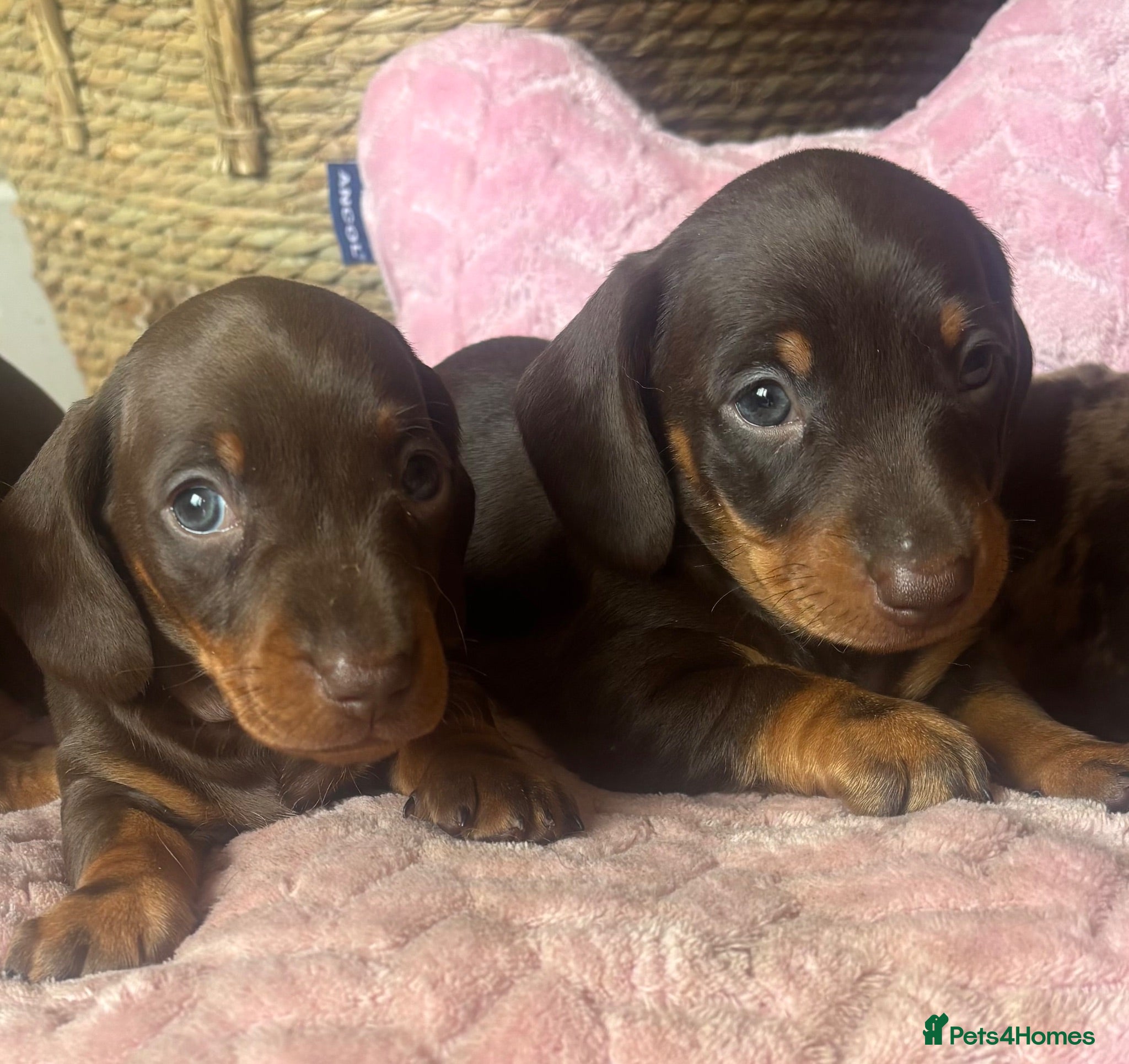 Miniature Dachshund dogs EXPRESSIONS OF INTEREST - KC REG & PRA CLEAR MINIS - Advert 7