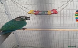 Conures birds for sale: Conures  - Image 6