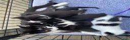 Mixed Breed cats for sale: Black and white  - Advert 2