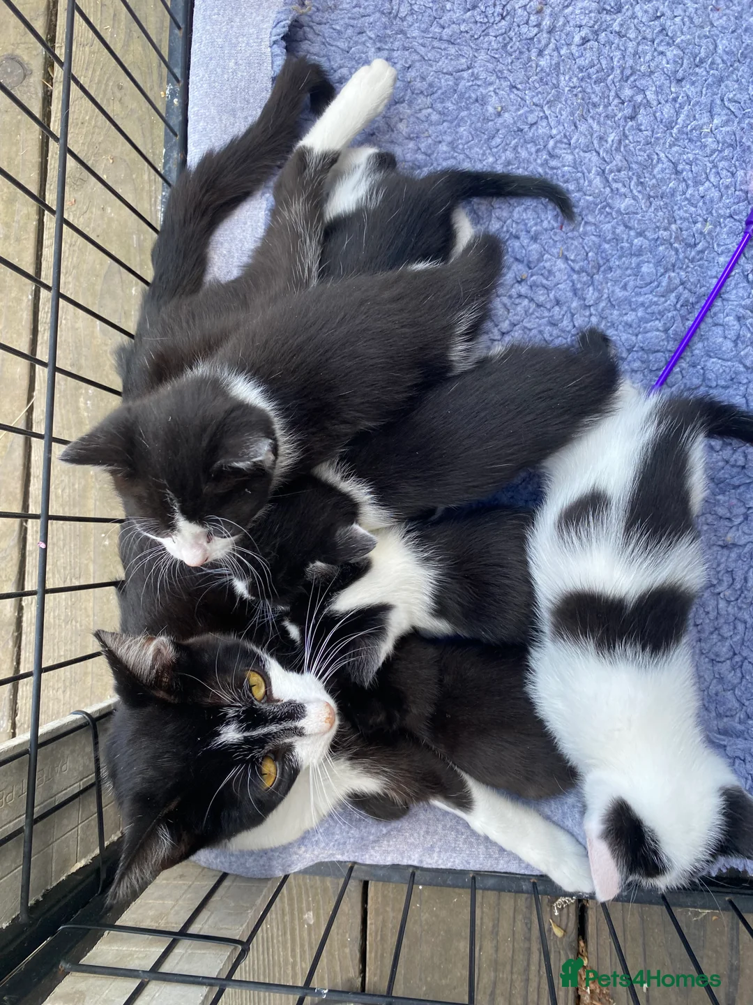 Mixed Breed cats for sale: Black and white  - Advert 2