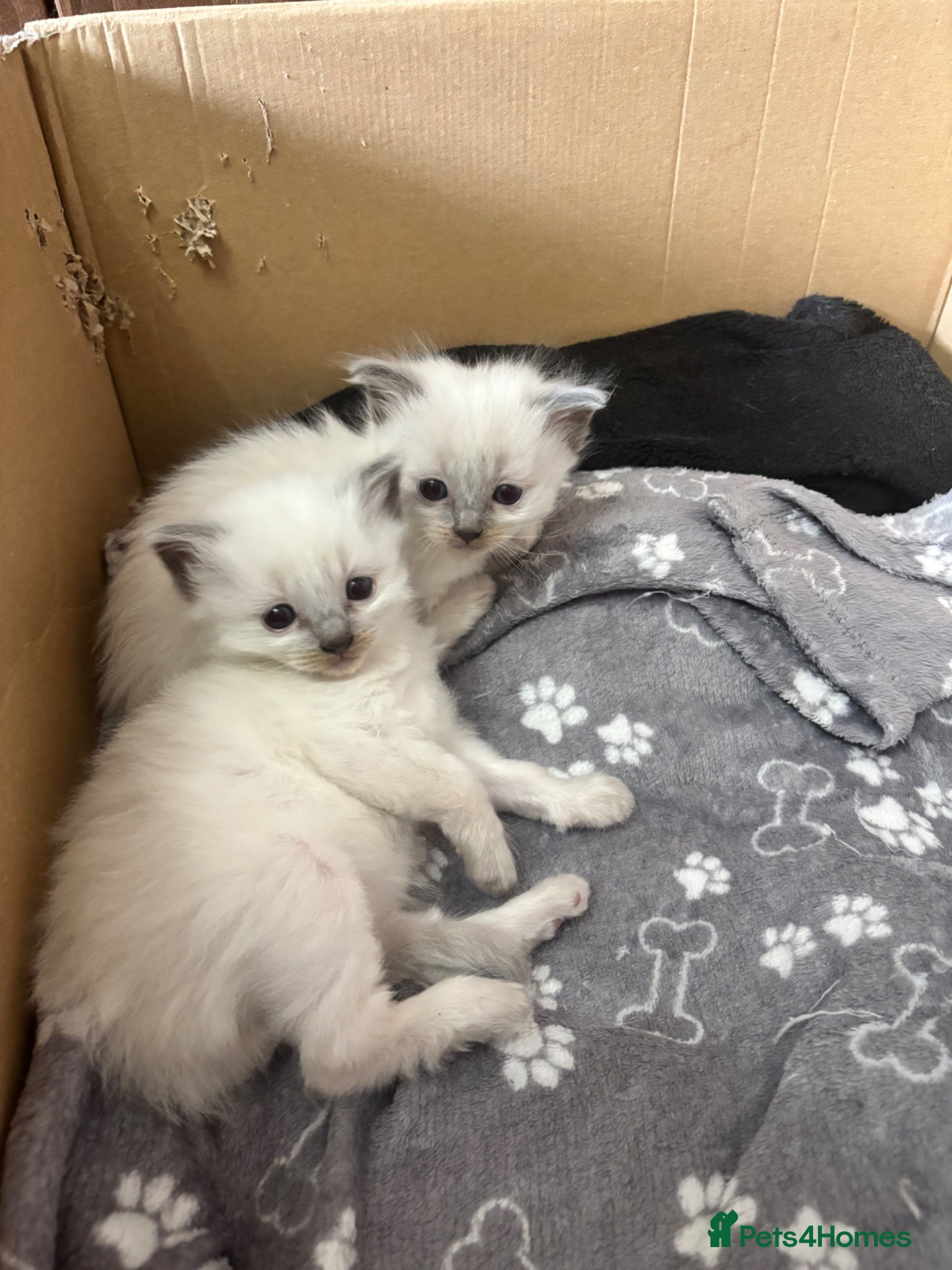 Ragdoll cats Blue point ragdoll kittens  - Advert 15