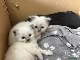 Ragdoll cats Blue point ragdoll kittens - Advert 15