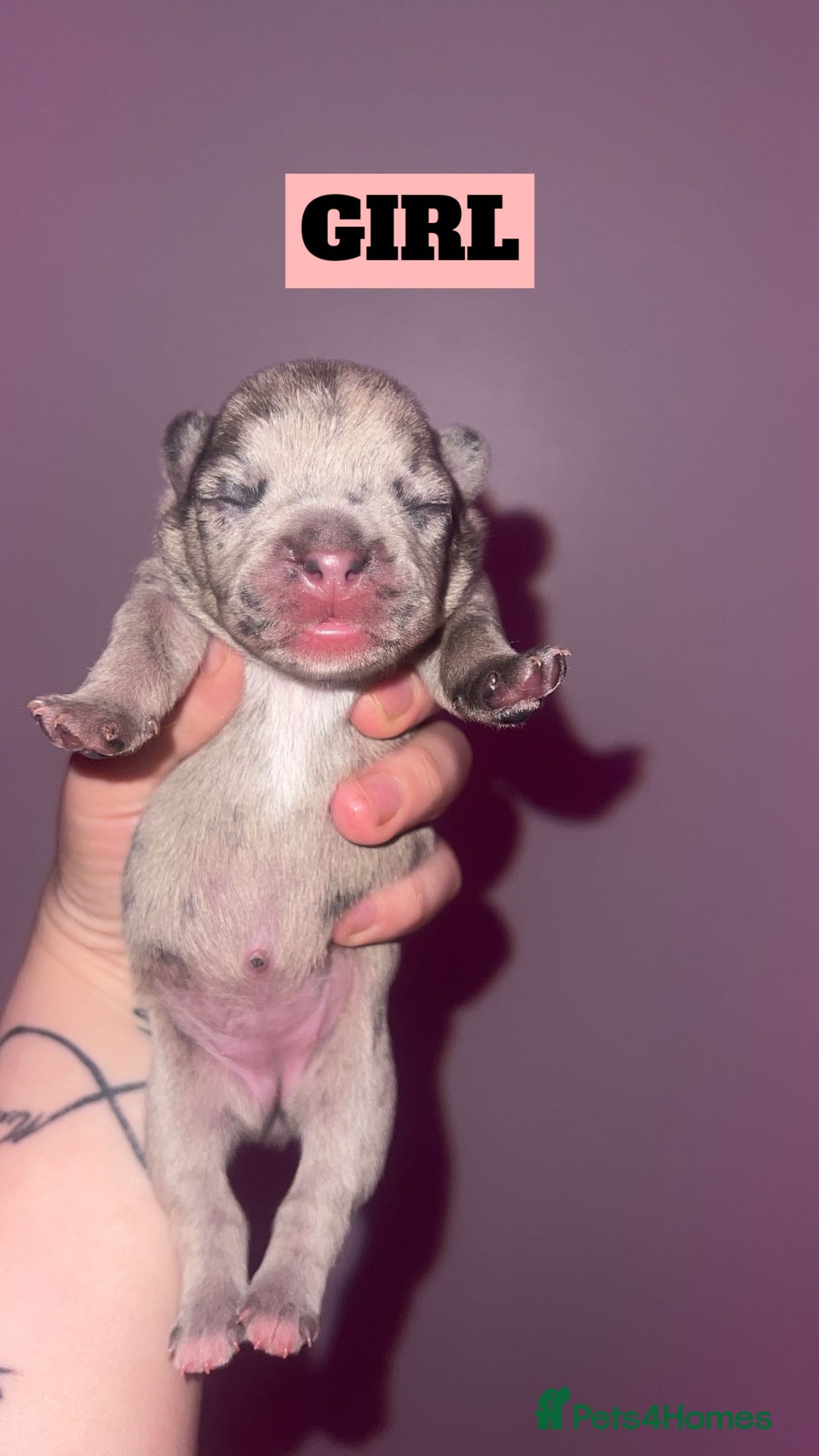 French Bulldog dogs for sale: 💞 Merle French Bulldog Puppies 💕💝  - Image 5