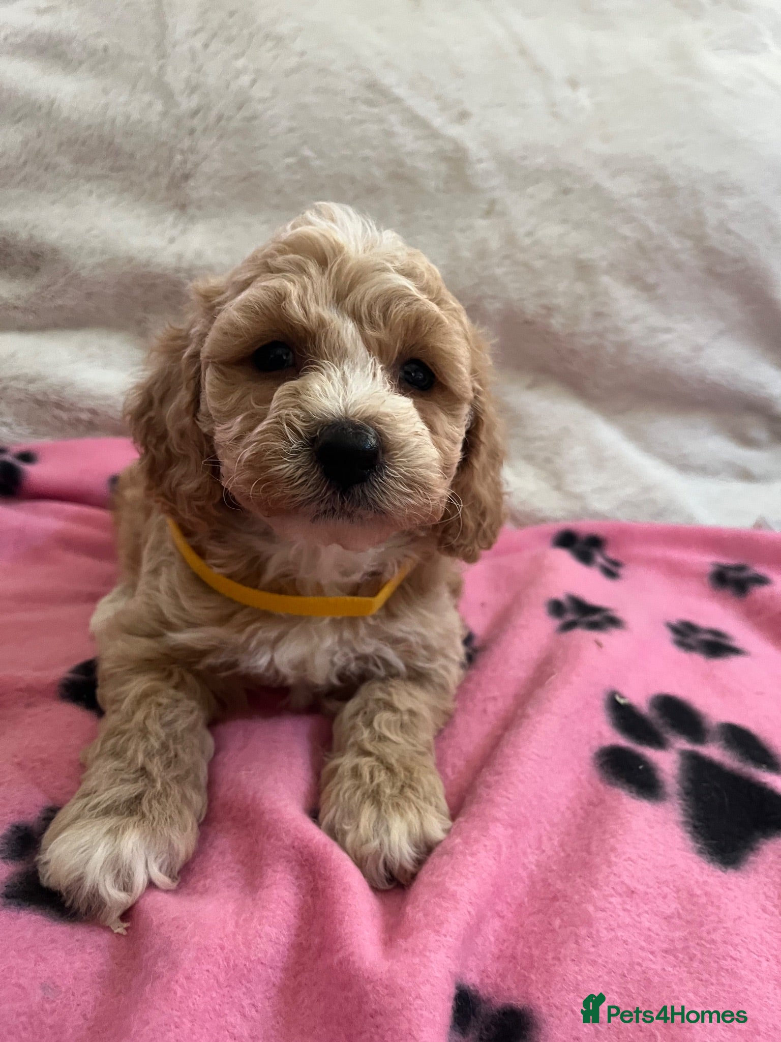Cavapoochon dogs Cavapoochon puppies  - Advert 5