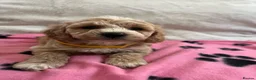Cavapoochon dogs for sale: Cavapoochon puppies  - Advert 8