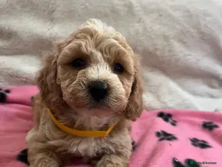 Cavapoochon dogs Cavapoochon puppies - Advert 5