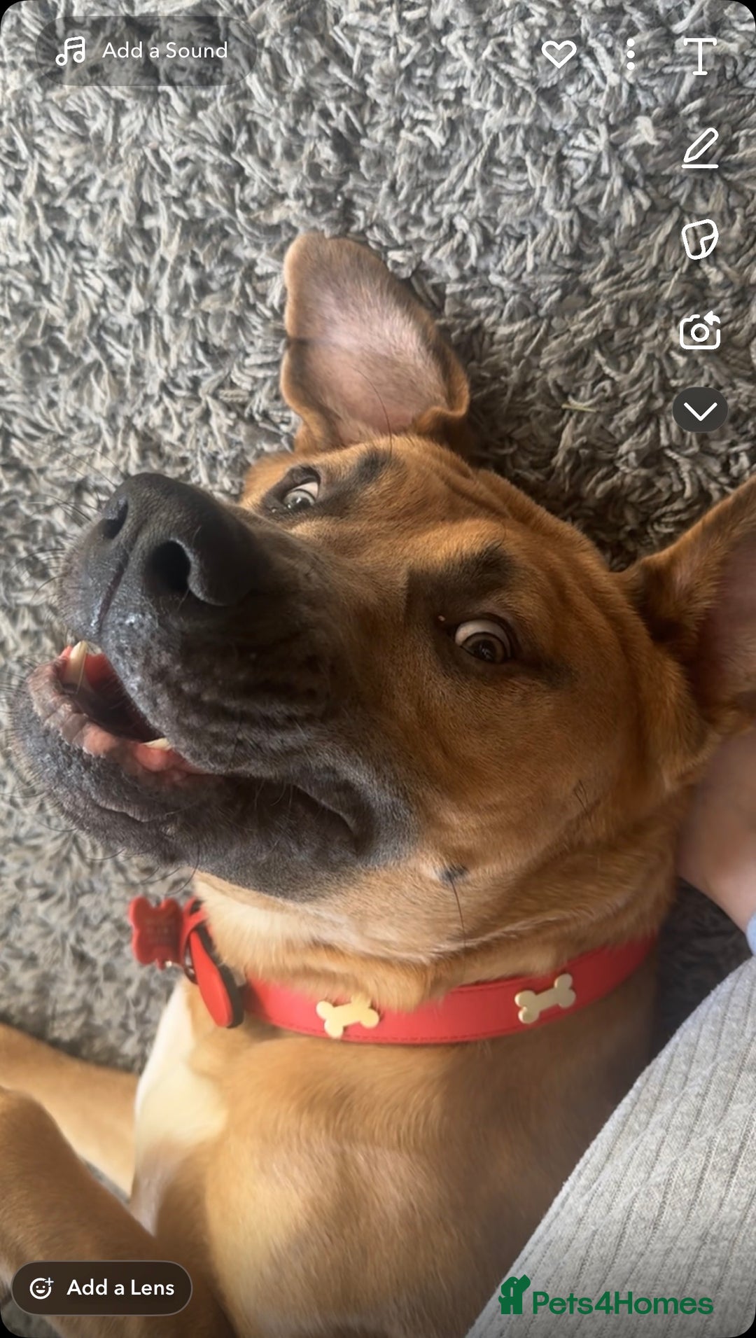 Mixed Breed dogs for sale: Urgent Rehoming, Bruno - Image 3