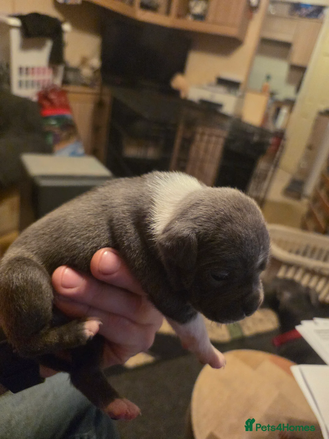 Staffordshire Bull Terrier dogs for sale: Blue Staffordshire Bull Terrier - Advert 8