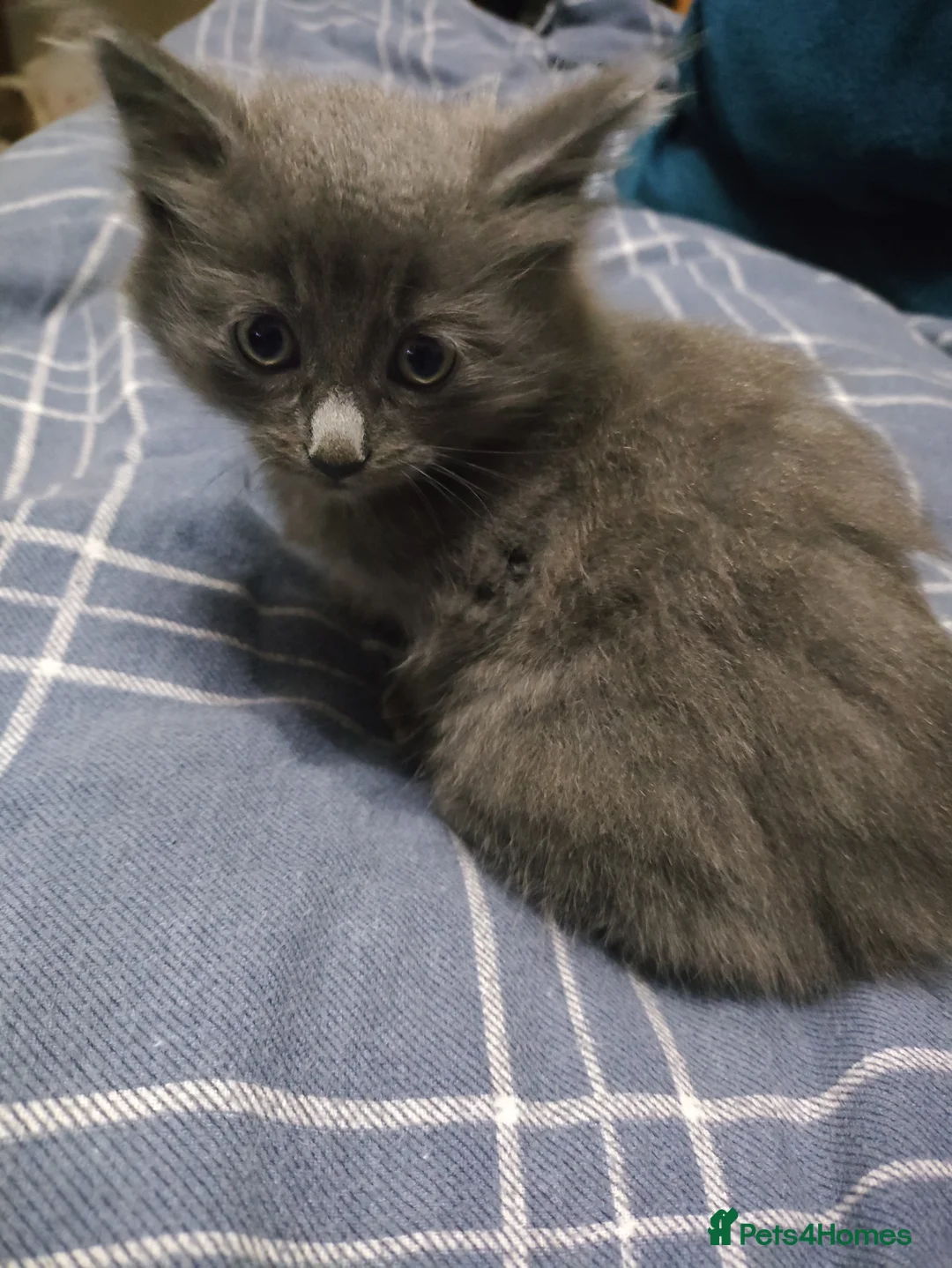 Mixed Breed cats for sale: Mixed breed female kitten  - Advert 1