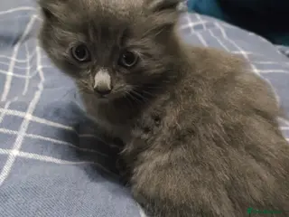 Mixed Breed cats Mixed breed female kitten - Advert 1