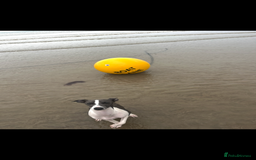 Italian Greyhound dogs for sale: Male Italian greyhound  - Image 3