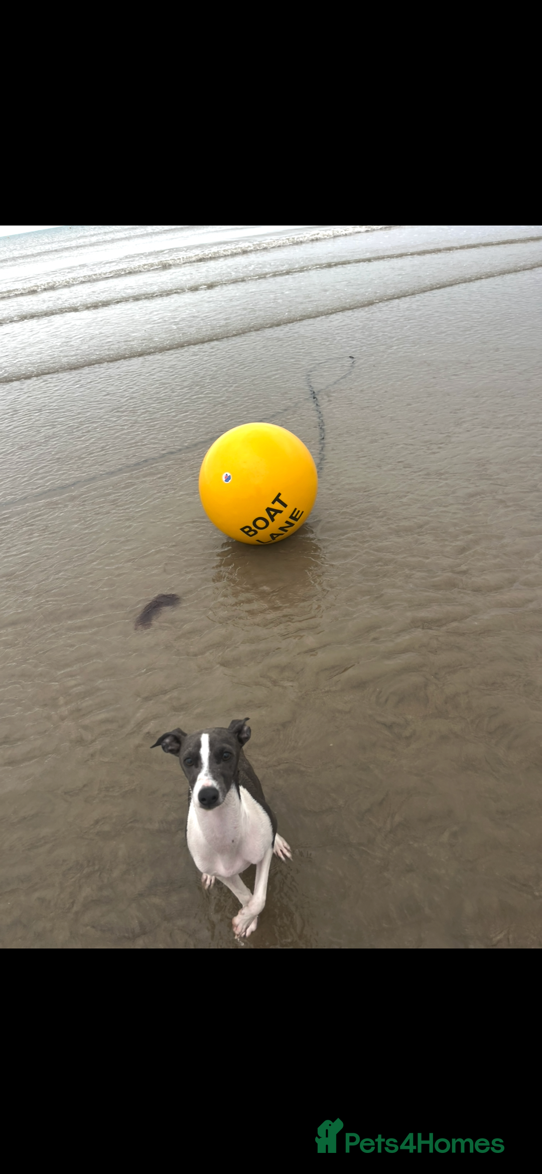 Italian Greyhound dogs for sale: Male Italian greyhound  - Image 3
