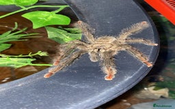 Spiders invertebrates for sale: Beginner tarantula for sale - Image 3