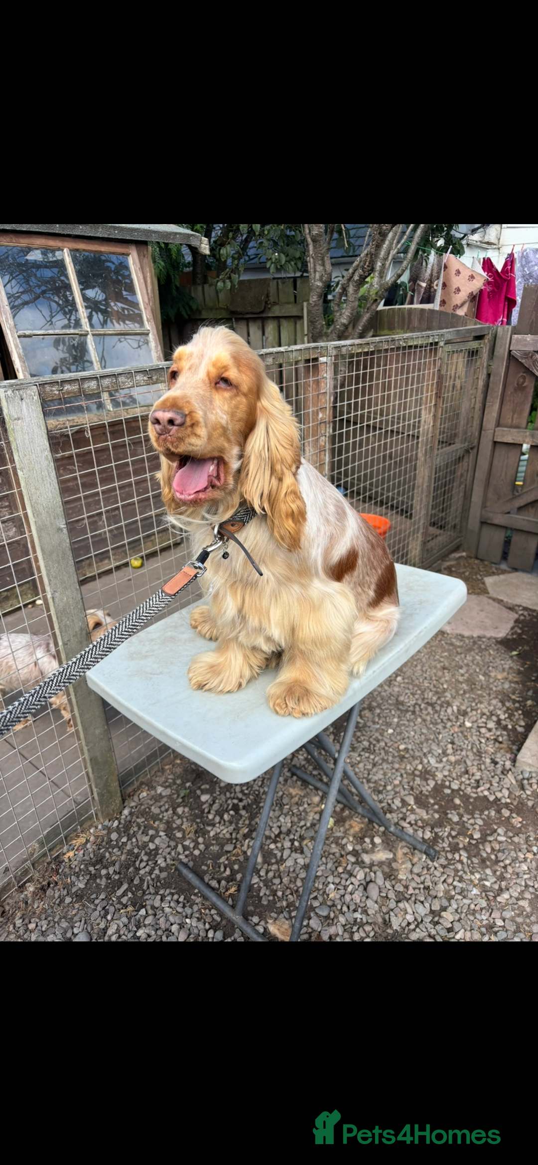 Cocker Spaniel dogs for sale: Show cocker spaniel pups - Advert 16