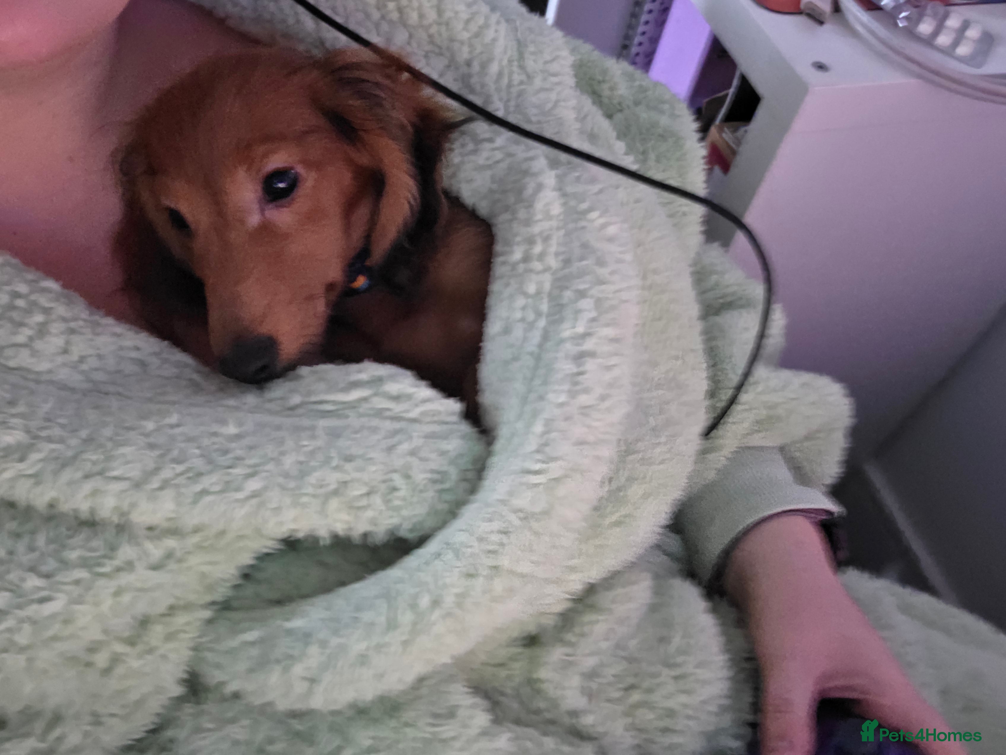 Miniature Dachshund dogs KC Miniature dauschund puppy - Advert 1