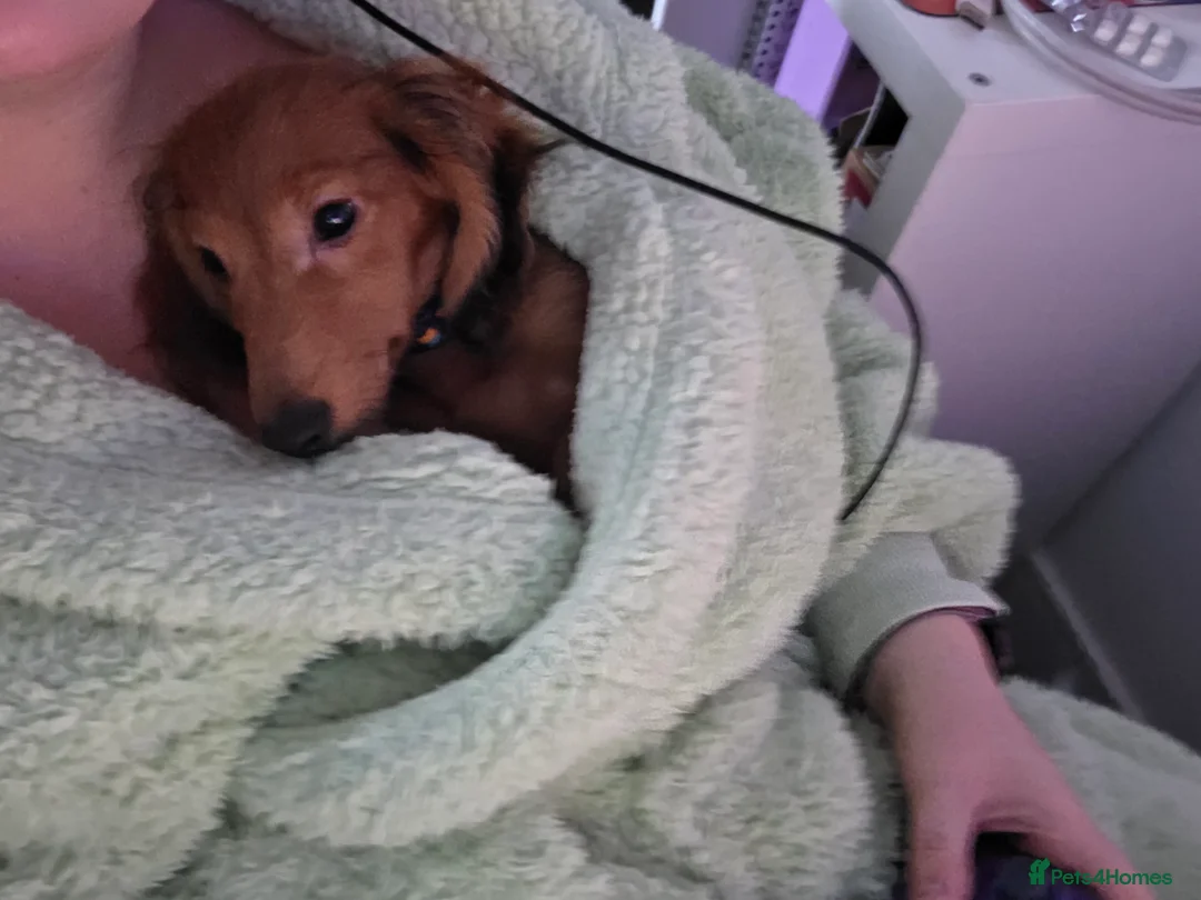 Miniature Dachshund dogs for sale: KC Miniature dauschund puppy - Advert 1