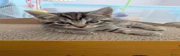 Siberian cats for sale: Adorable Siberian Kittens  - Advert 10